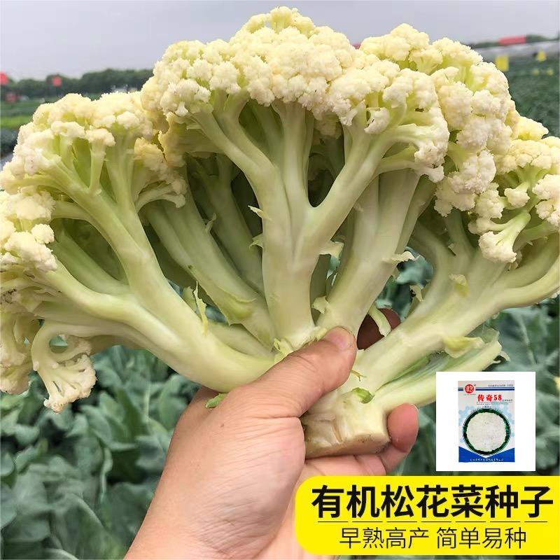 特早熟58天种植耐热基地优品春秋松花菜种子青梗花椰菜种