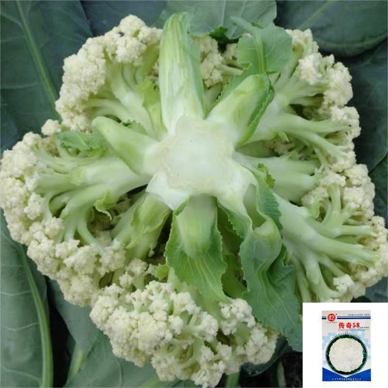 特早熟58天种植耐热基地优品春秋松花菜种子青梗花椰菜种