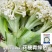 特早熟58天种植耐热基地优品春秋松花菜种子青梗花椰菜种