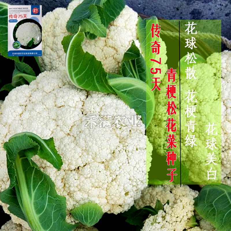 基地优品有机松花菜种子青梗花椰菜种籽早熟耐热大面积种7