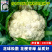 基地优品有机松花菜种子青梗花椰菜种籽早熟耐热大面积种7