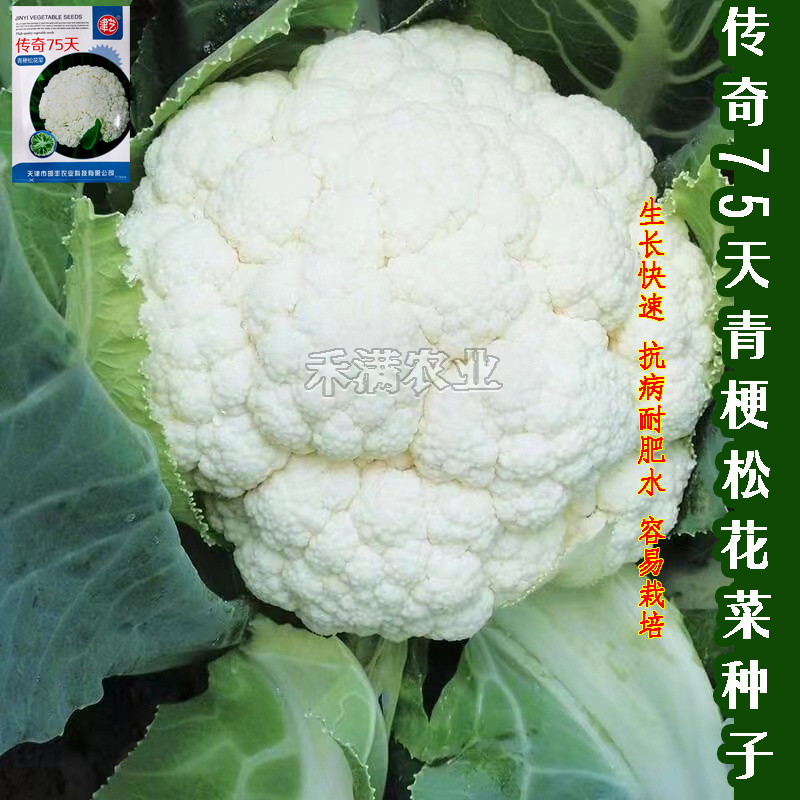 基地优品有机松花菜种子青梗花椰菜种籽早熟耐热大面积种7