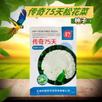 基地优品有机松花菜种子青梗花椰菜种籽早熟耐热大面积种7