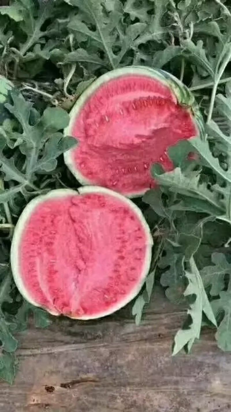 【精品美都】河南开封皮薄籽少大瓜汁甜欢迎老板电联