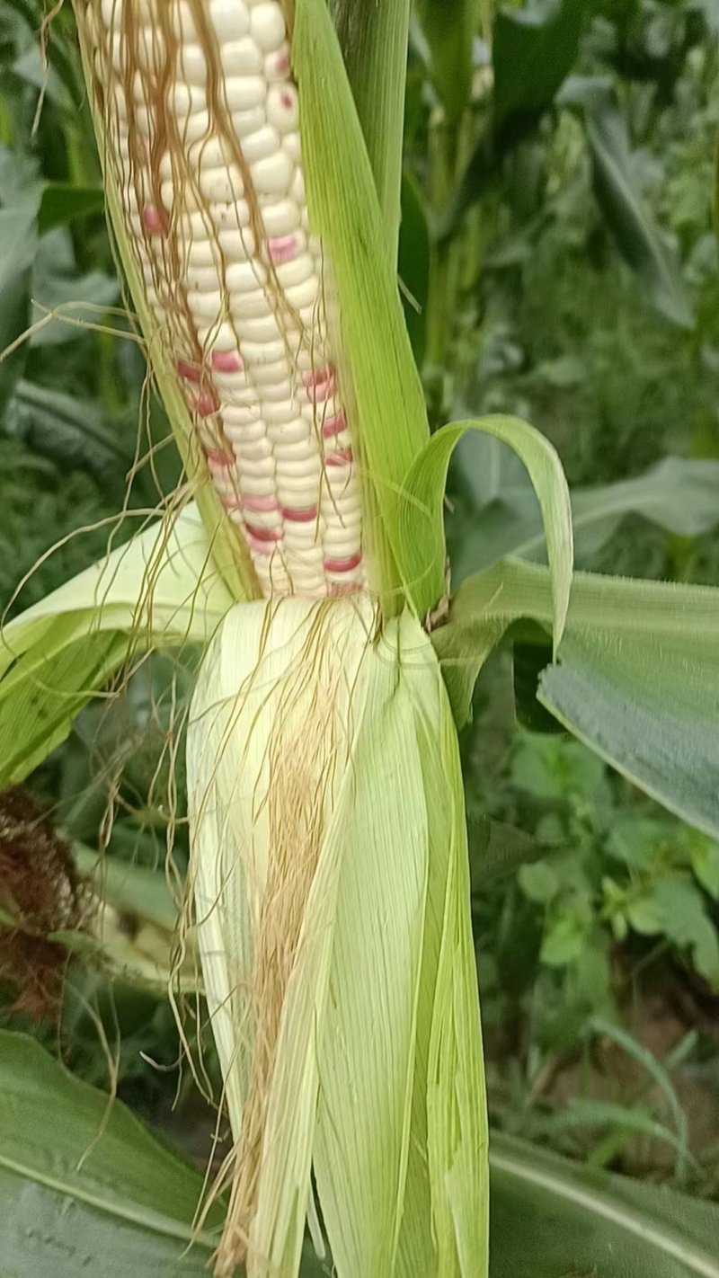 【推荐】江苏精品花糯玉米万亩基地大量上市货源充足电联