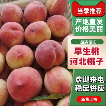 晚五桃子新鲜现摘个大汁水多货源充足稳定
