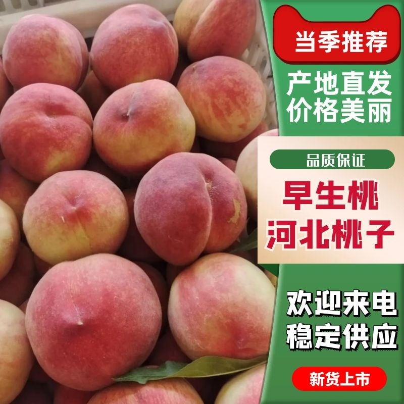 晚五桃子新鲜现摘个大汁水多货源充足稳定