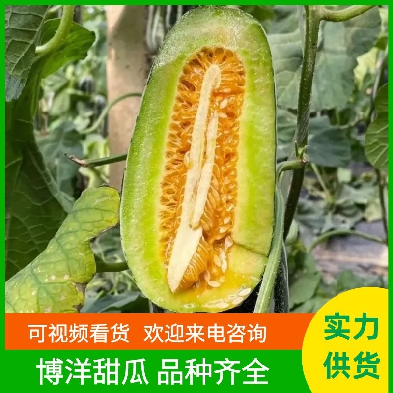 博洋甜瓜博洋61博洋91博洋9甜瓜品种齐全欢迎咨询