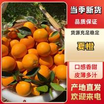 爆汁夏橙，树上鲜果，大量现货，可对接市场，电商