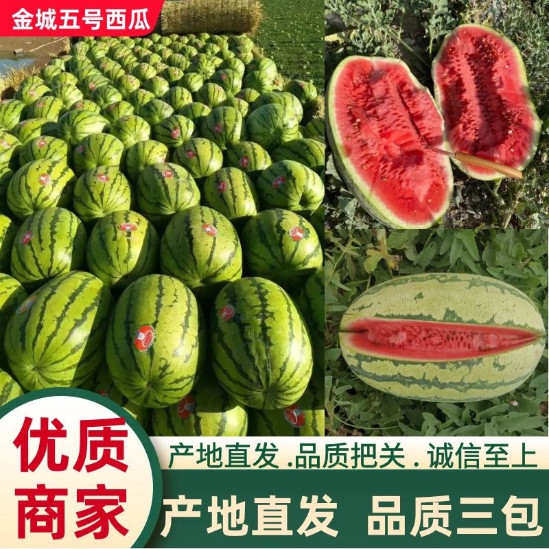 新疆西瓜，哈密西瓜，吐鲁番西瓜，昌吉西瓜金城5号