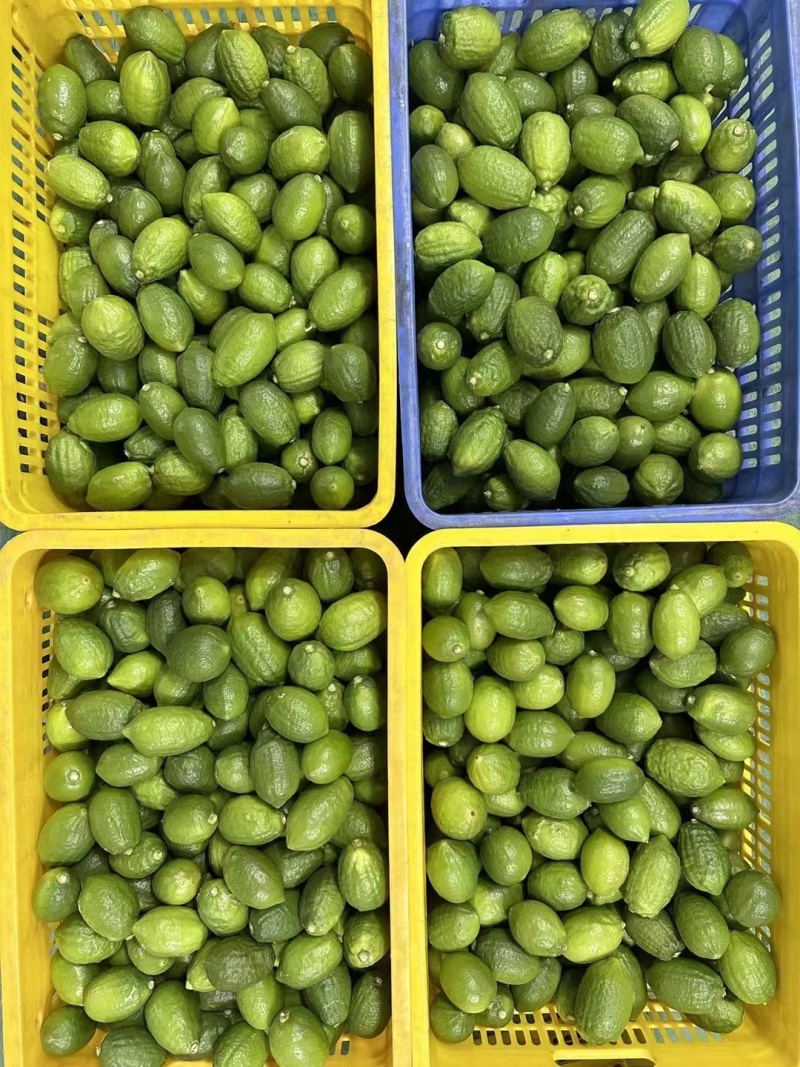 广东香水柠檬