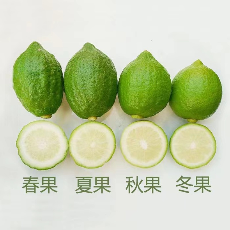 广东香水柠檬
