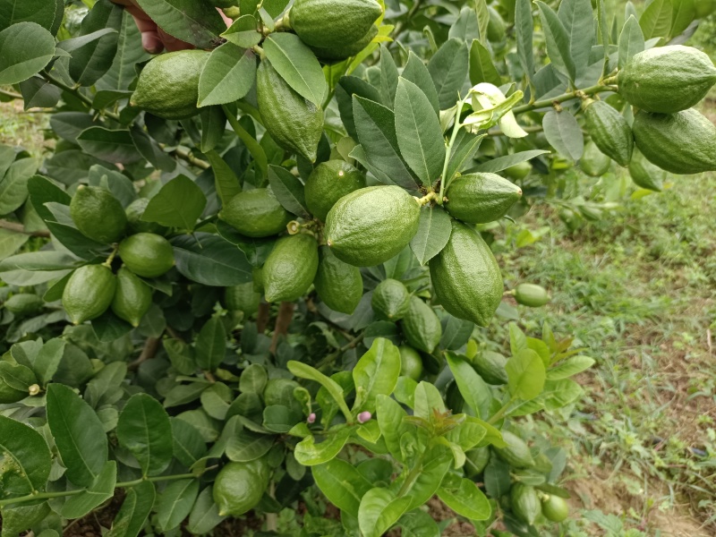 广东香水柠檬