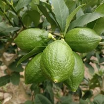 广东香水柠檬
