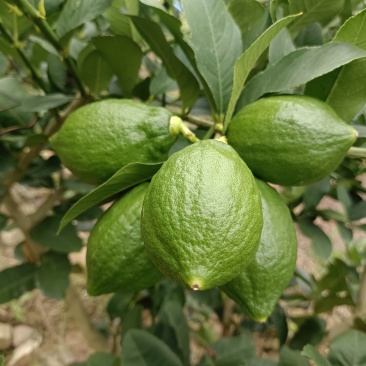广东香水柠檬