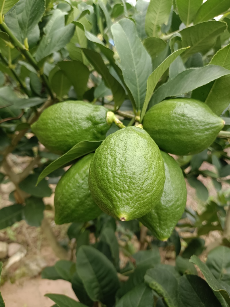 广东香水柠檬