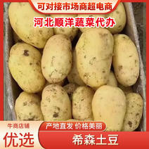 精品土豆希森黄心土豆货源充足产地直发实力代办全国