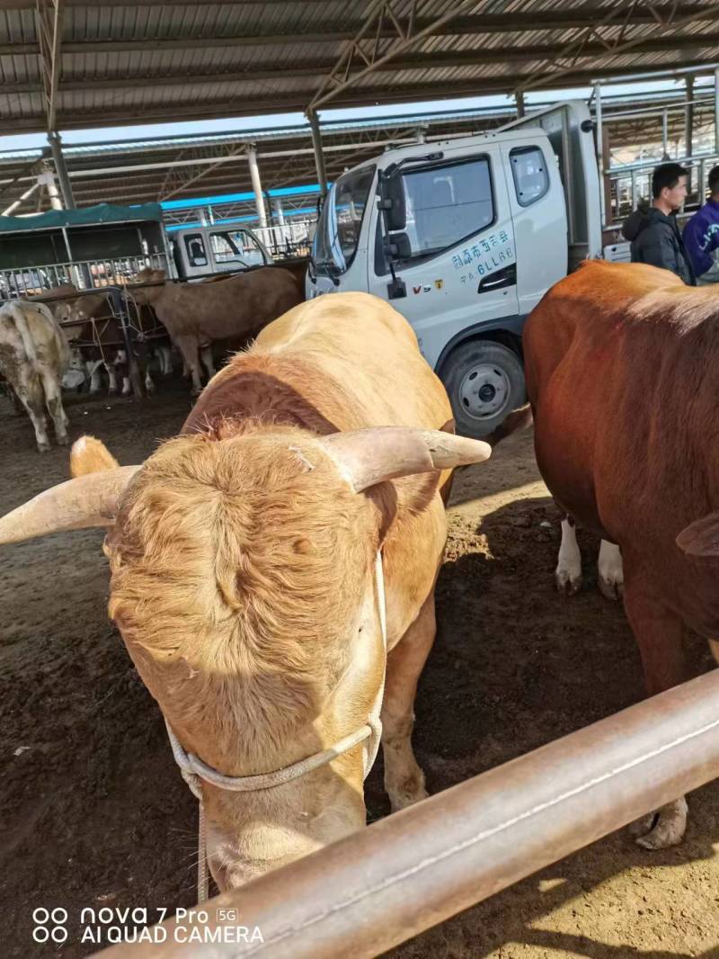 宁夏清真精品黄牛肉货量充足，可视频看货对接商超全国发货