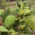 连翘树苗基地大量种植量大质优价格优惠一手货源