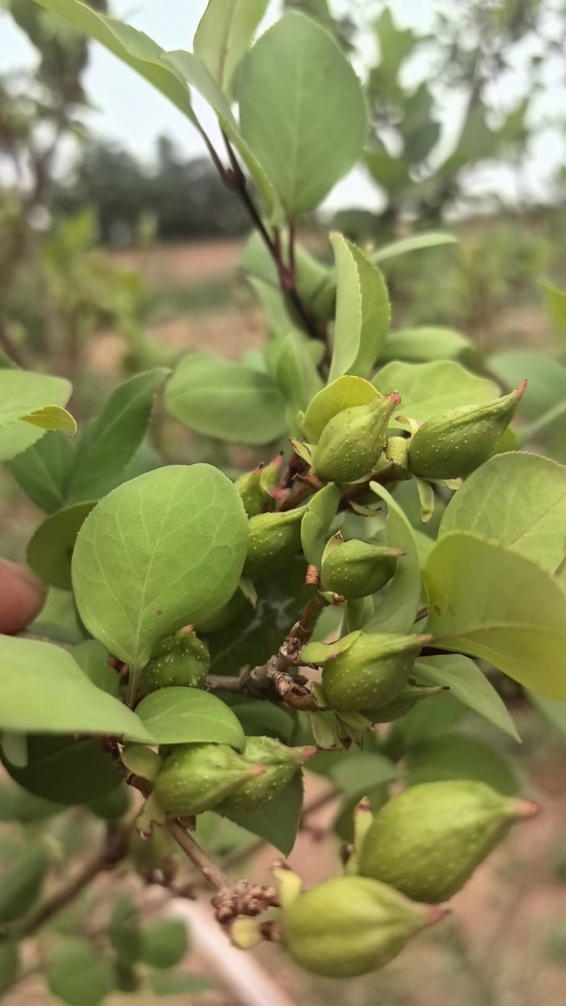 连翘树苗基地大量种植量大质优价格优惠一手货源