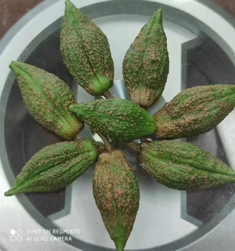 连翘树苗基地大量种植量大质优价格优惠一手货源