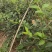 连翘树苗基地大量种植量大质优价格优惠一手货源