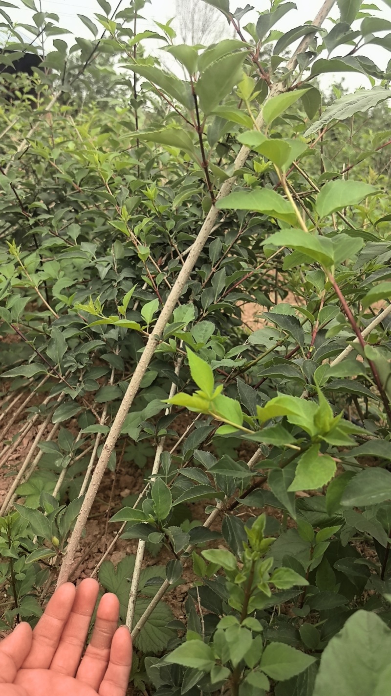 连翘树苗基地大量种植量大质优价格优惠一手货源