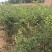连翘树苗基地大量种植量大质优价格优惠一手货源