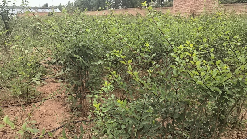 连翘树苗基地大量种植量大质优价格优惠一手货源