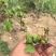 连翘树苗基地大量种植量大质优价格优惠一手货源