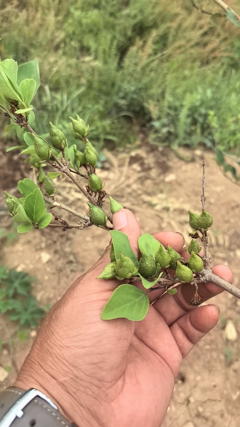 连翘树苗基地大量种植量大质优价格优惠一手货源