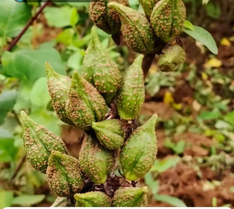 连翘树苗基地大量种植量大质优价格优惠一手货源