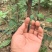 连翘树苗基地大量种植量大质优价格优惠一手货源