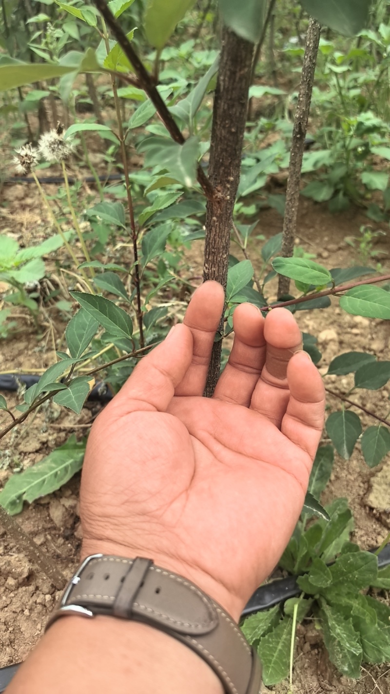 连翘树苗基地大量种植量大质优价格优惠一手货源