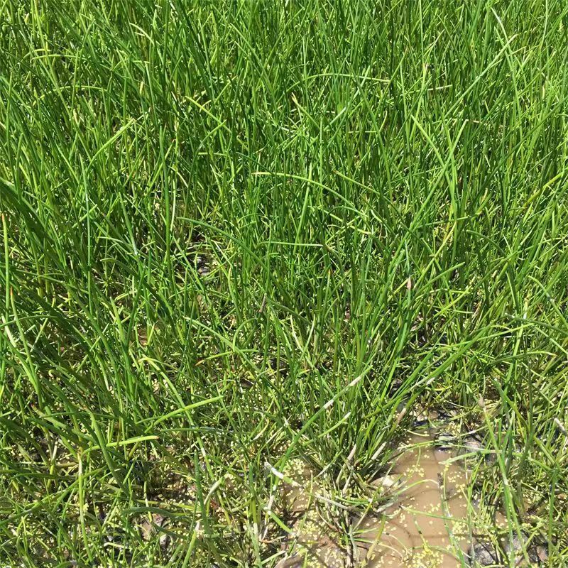 【推荐】江苏优质马蒂苗专业培育保质保障价优欢迎致电