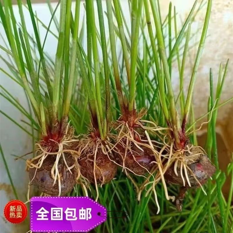 【推荐】江苏优质马蒂苗专业培育保质保障价优欢迎致电