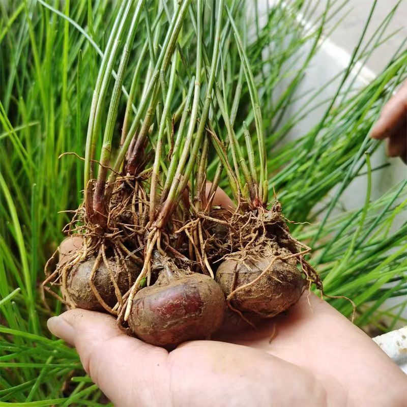 【推荐】江苏优质马蒂苗专业培育保质保障价优欢迎致电
