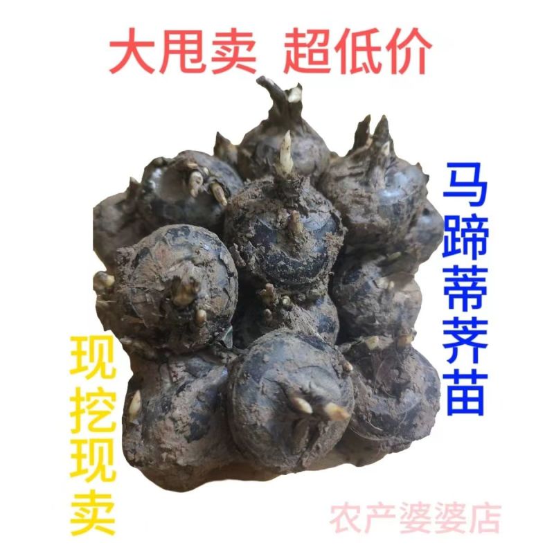 【推荐】江苏优质马蒂苗专业培育保质保障价优欢迎致电