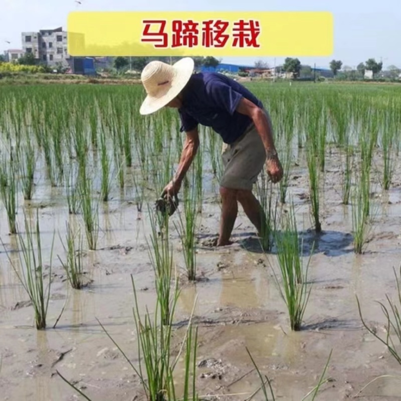 【优质】精品马蹄苗优质苗产地直发价优可视频看货欢迎