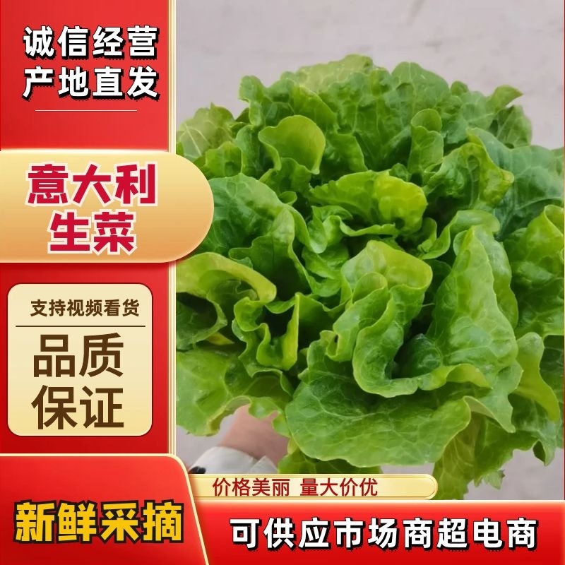 意大利生菜，产地直供，支持电商，超市，市场，全国代发