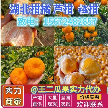 湖北芦柑椪柑大量上市，果型偏圆，皮易剥，大量有货
