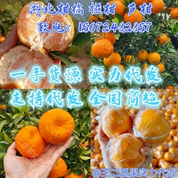 椪柑芦柑果面干净漂亮味甜货源充足产地直供货源