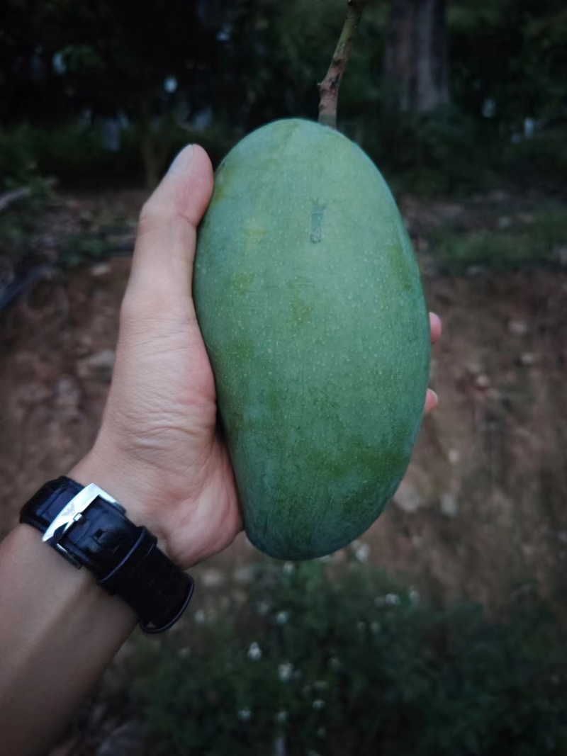 云南大青芒产地一手货源供应市场供应电商一件代发