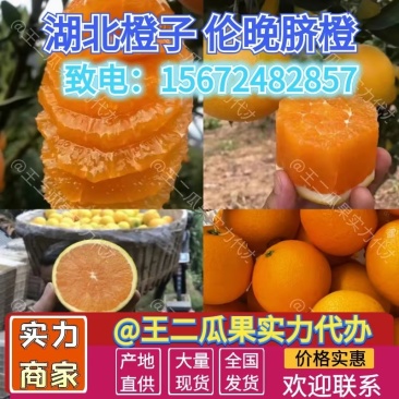 伦晚脐橙、口感甜、个大水分足、果园现摘现发、基地直供