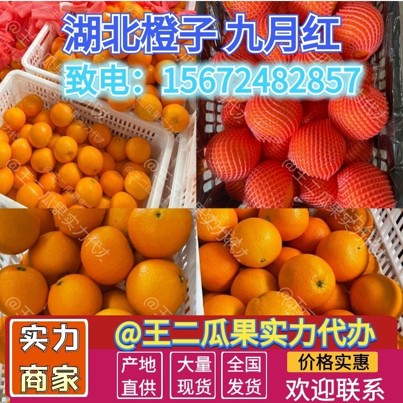 九月红脐橙、果冻橙、纽荷尔长虹品质好产地直发货源充足