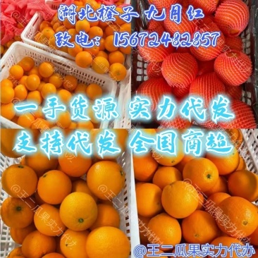 九月红脐橙、果冻橙、纽荷尔长虹品质好产地直发货源充足