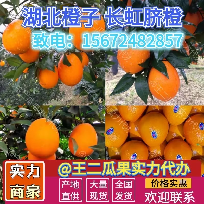 湖北脐橙纽荷尔长虹电商货市场货橙子产地现摘现发保质保量