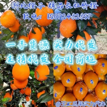 湖北脐橙纽荷尔长虹电商货市场货橙子产地现摘现发保质保量