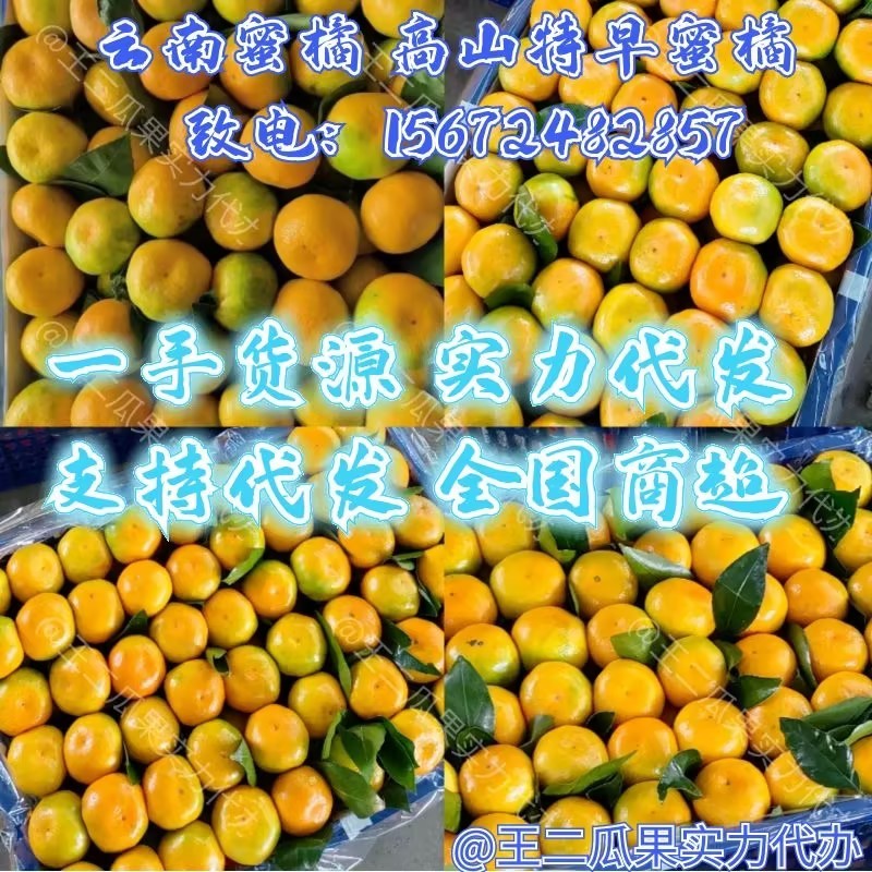 高山蜜橘特早蜜橘湖北蜜桔大芬口感好品质好皮薄化楂大小都有