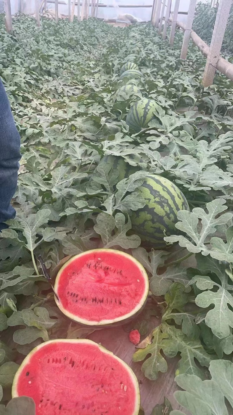 【精品上市中】河南西瓜美都西瓜甘甜可口皮薄肉多